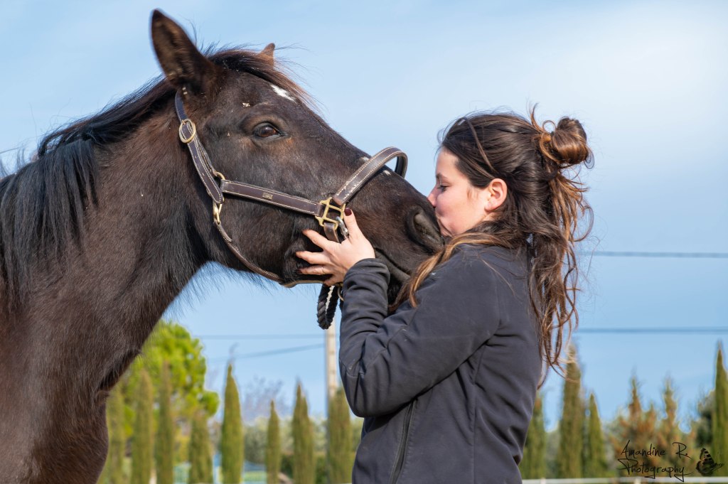 animal cheval relation cavalier animalier amour complicité équestre équitation orange vaucluse